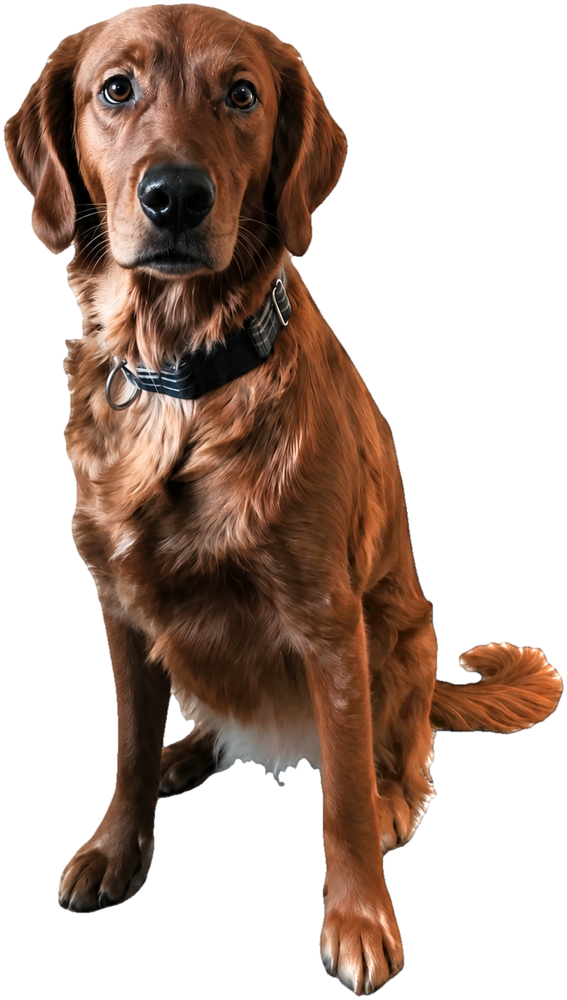 BERKELEY THE GOLDEN RETRIEVER